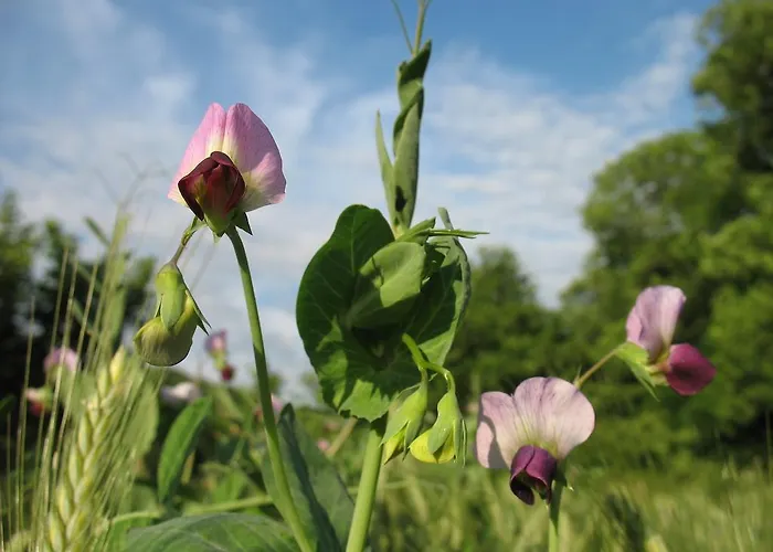 Le Moulin Du Barthas B&B