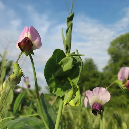Le Moulin Du Barthas Couette-café